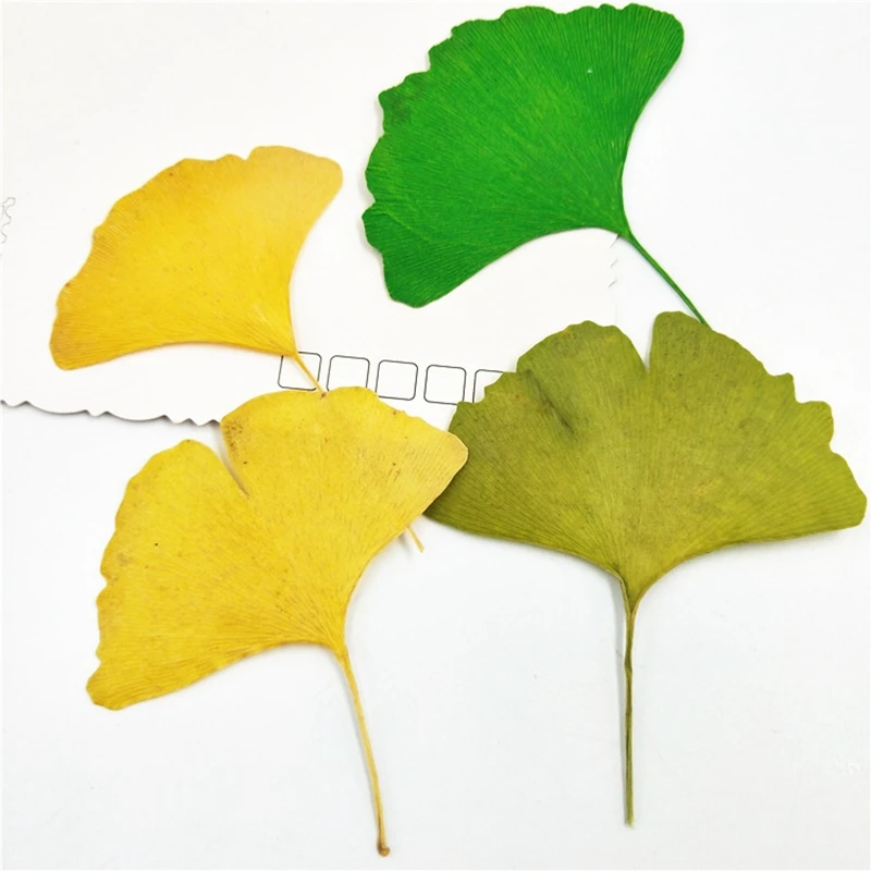 

50Pcs Dried Natural Pressed Flowers Ginkgo Biloba Leaf Dry Flower Leaves, Floral Sticker Beauty Nail Art, Bookmarks