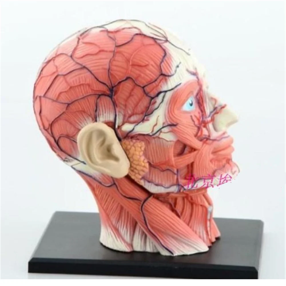 Mini head muscle nerve assembly model Assembled Human Anatomy Model 14pcs Gift for Children