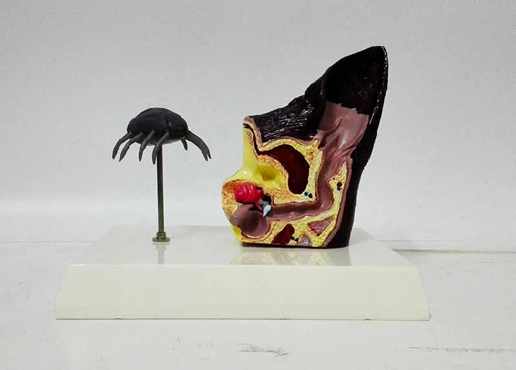 Анатомическая модель для собак и ушей с блошиными ветеринарными научными