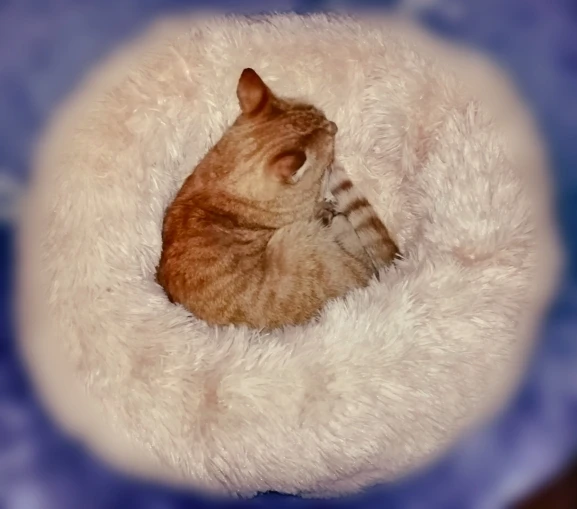 Кровать для домашних животных кровать собак кошек диван маленьких спальный дом