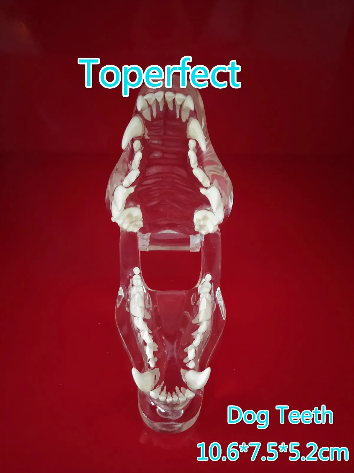 Transparent Resin Dog Anatomical Teeth Teaching Demonstration Veterinary Animal Skeleton Crystal Specimen Dentition Model |