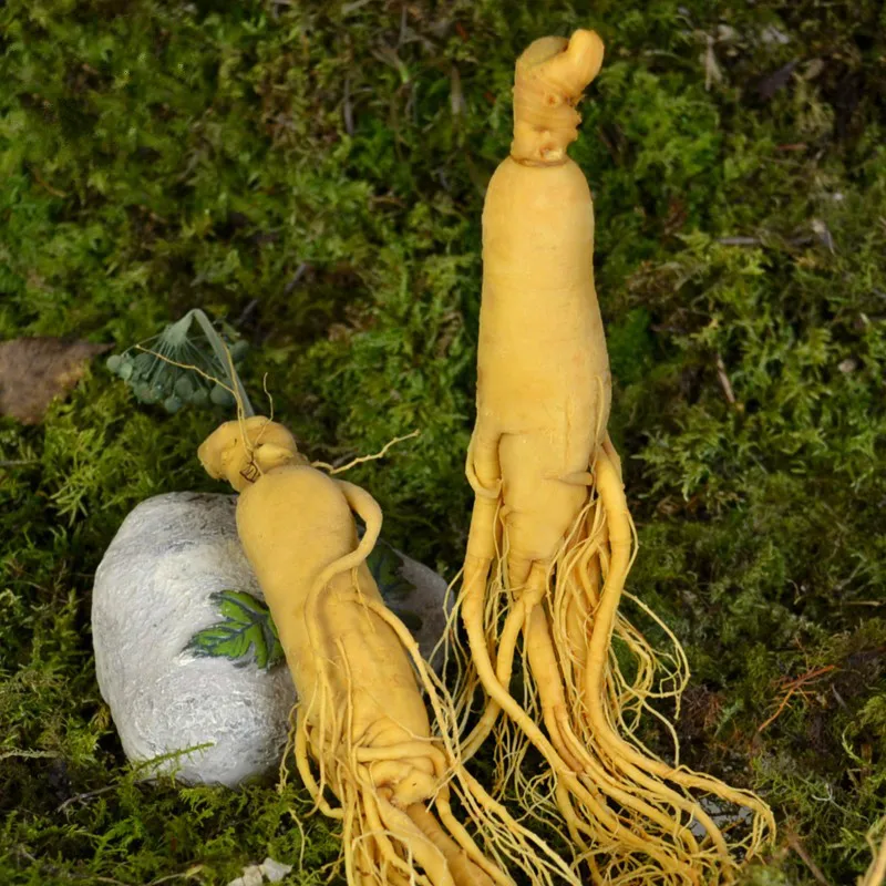 Changbai свежий корень женьшеня высшего класса вакуумный пакет Panax 6 лет травяной