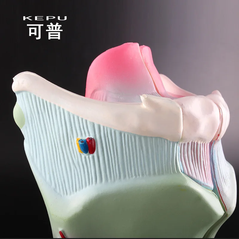 Увеличенная человеческая ларингеальная анатомическая модель имитация съемного