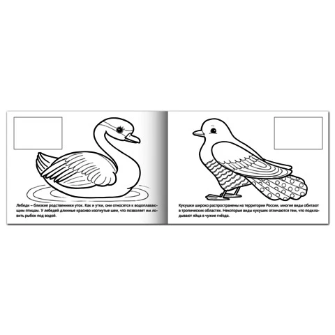 Книжка-раскраска А5 4 л. HATBER с наклейками Мои первые уроки Птицы 4Р5н 05826 R002705 |