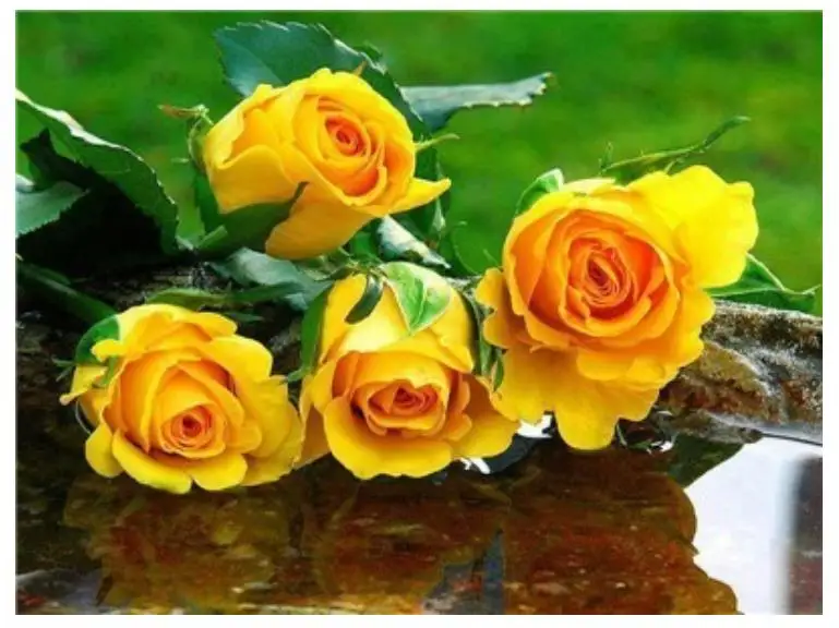 Желтая роза алмазная картина полные цветы горный хрусталь вышивка мозаика