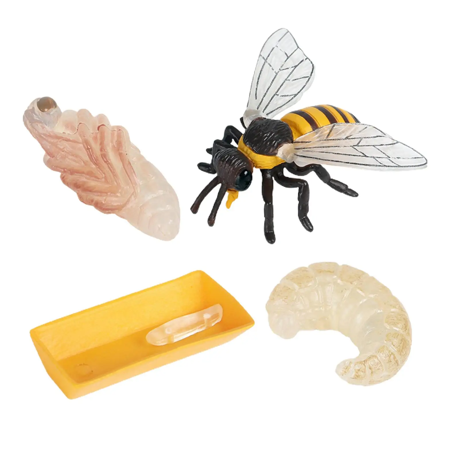 Насекомое пчела жизненный цикл животное клоп обучения пластиковая твердая