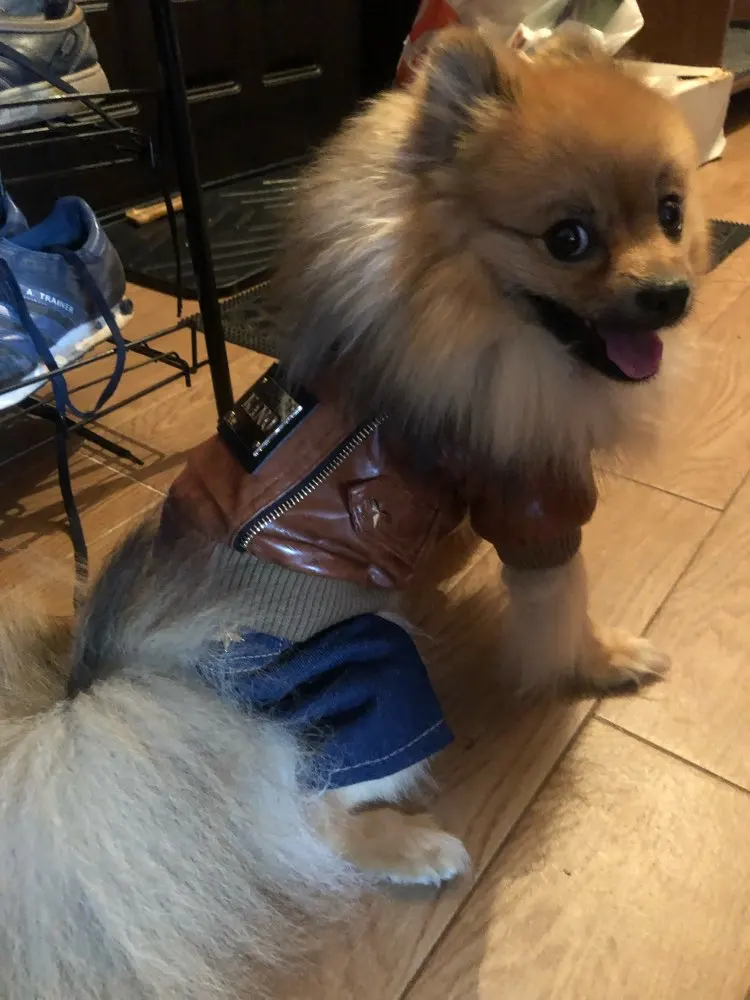 Кофе Россия в стиле панк с высоким каблуком и Стиль для домашних животных собак