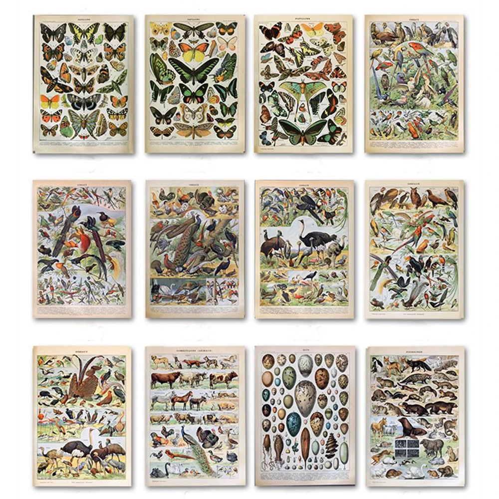 Винтажный постер с изображением бабочек и птиц цветов грибов растительные