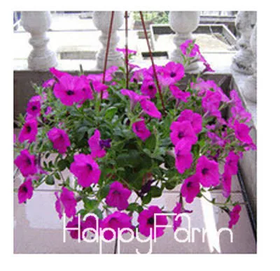 22 Лимонный ломтик Superbells calibachoa Petunia годовой цветок бонсай, 100 шт в упаковке, 24 цвета на выбор,# ZZSOIT - Цвет: 22