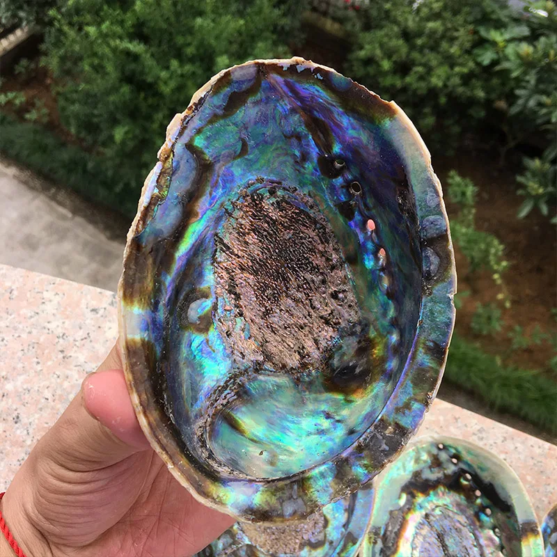 13-18 см натуральный Abalone Shell неполированный мыльница раковины творческие ювелирные изделия получает мыльница шалфей горшок для оформления дома подарок