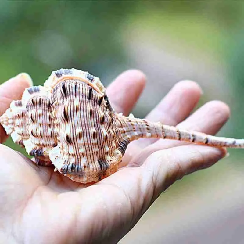 10-12 см коричневая натуральная трубка снайперский череп улитка аквариум