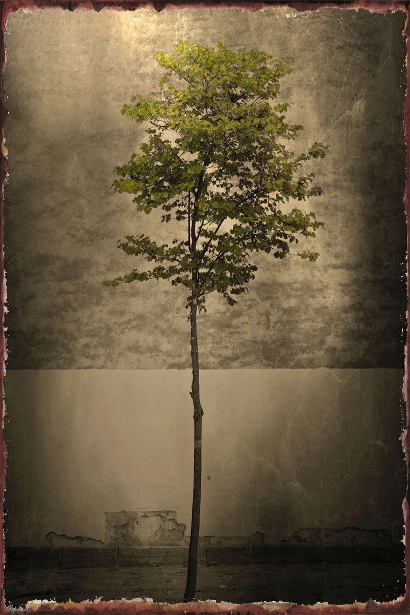 

Once Upon a Tree Vintage Metal Sign Tin Sign Tin Plates Wall Decor Room Decoration Retro For Art Home Club Man Cave Cafe Pub