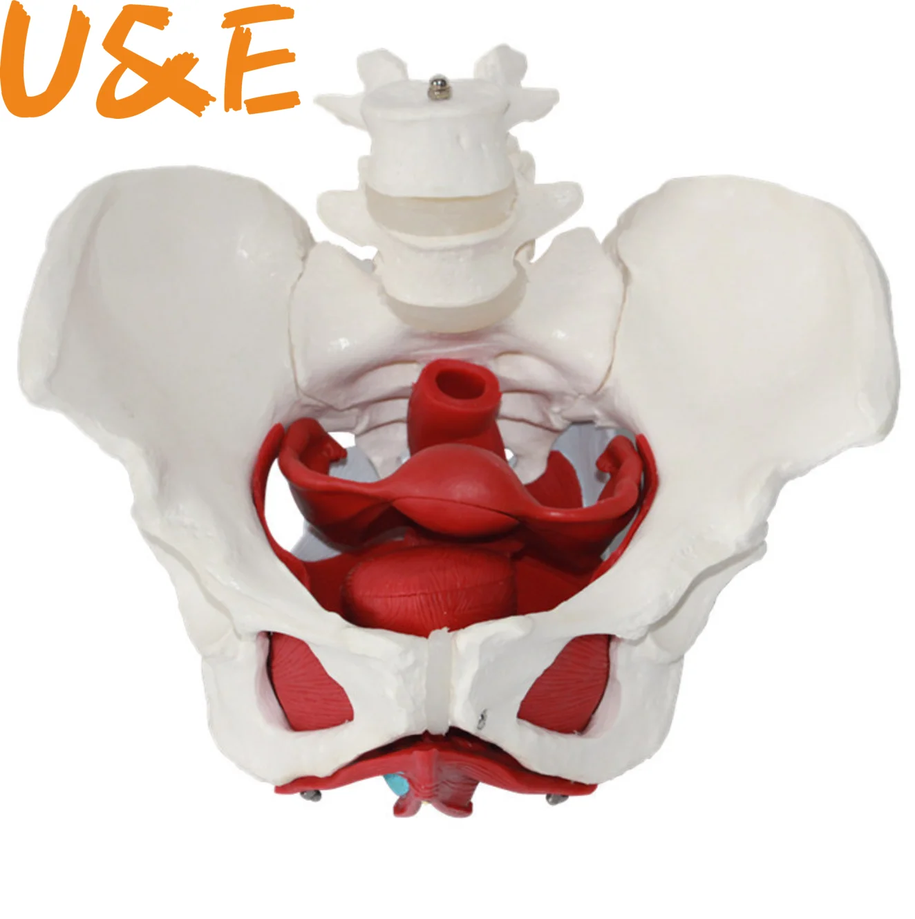 Female Pelvis Pelvic Floor Muscle Model Uterus Ovary Muscle Teaching Resources Educational Supplies Removable