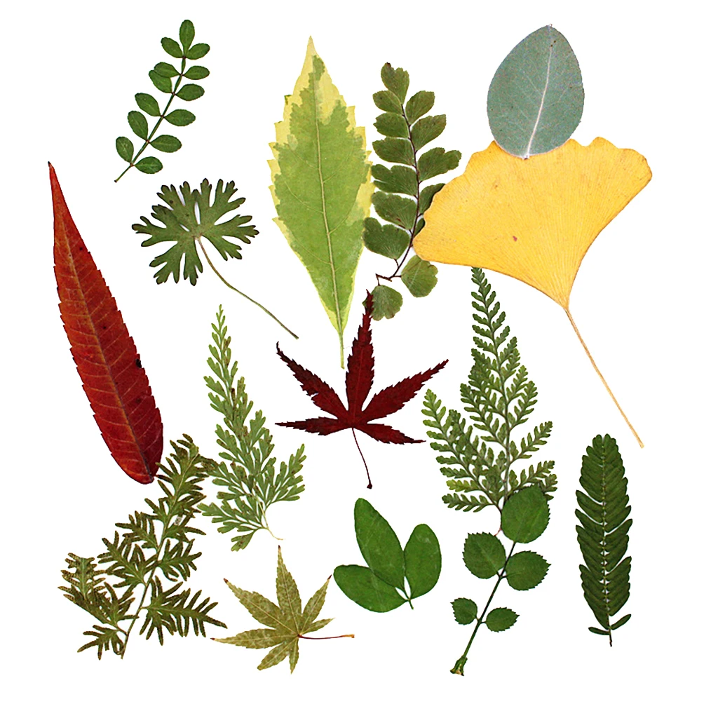 15 шт. натуральный прессованный высушенный цветок листья папоротника для DIY