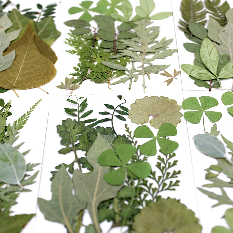 12pcs/bag Nature Pressed green leaves petals Real plant for DIY Art Craft Bookmark Wedding invitation Gift card Decoration | Дом и сад