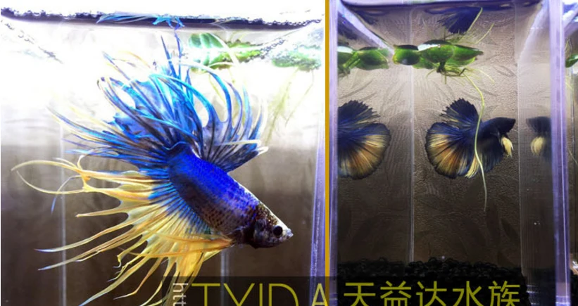 Tetra Betta высококачественная еда из степлера для Betta Splendens рыбные бои и другие лабиринты Фидер для аквариума