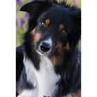 Алмазная живопись 5D сделай сам высокого качества, вышивка крестиком, животное, модель, картина, мозаика, домашний декор, подарок, искусство