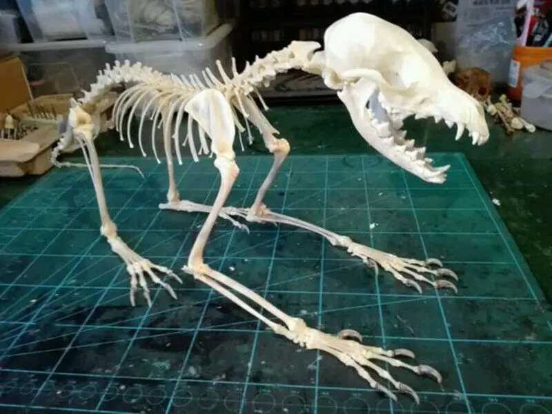 1Pcs Vulpes vulpes Red Fox, Silver Fox, Cross Fox Skull complete animal skeleton specimen