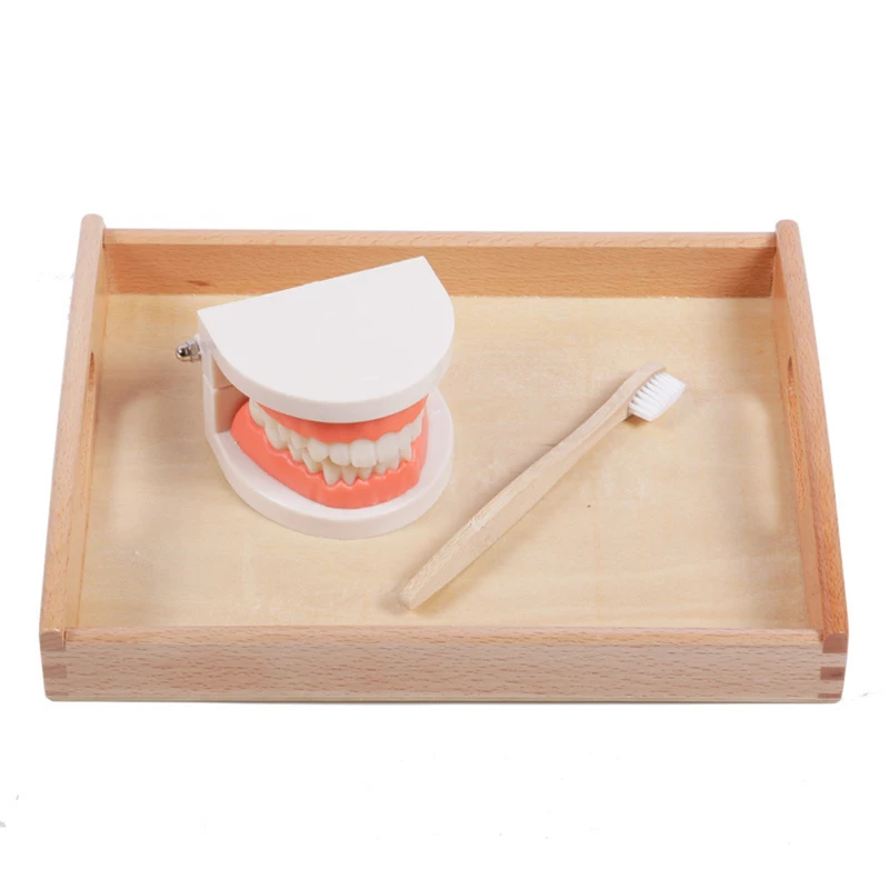 

Educational Toys for Children Kids Intelligence Brushing Tooth Teaching Aids