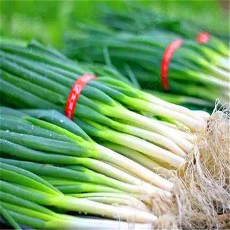 100 шт./лот Chive (Allium ascalonicum) открытый горшечные цветущие растения для дома и сада| |