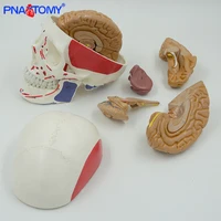 brain anatomy model detachable 8 parts with muscular skull model life size medical school used educational equipment