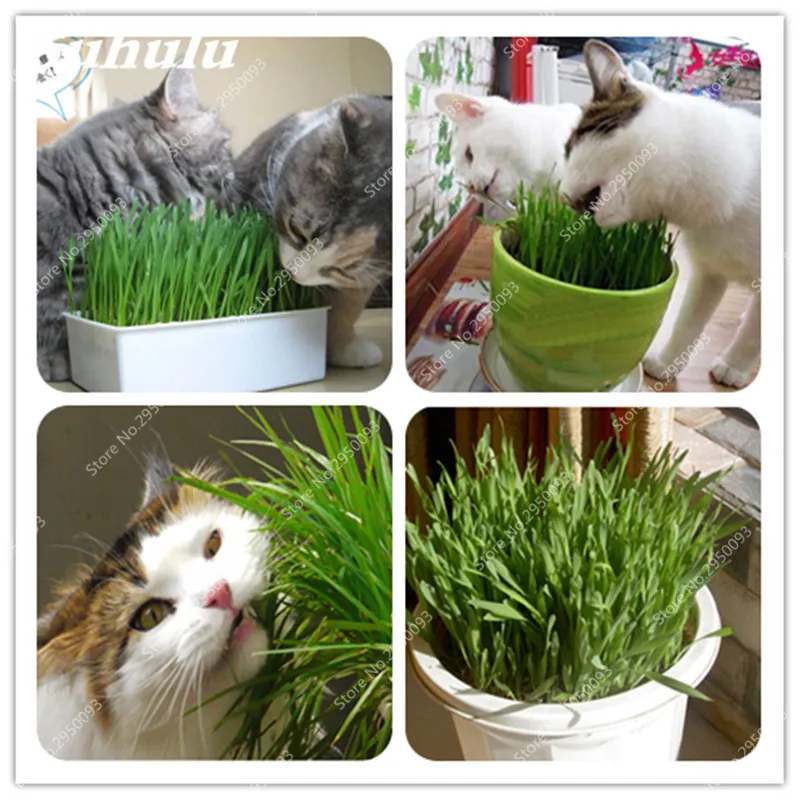 500 шт./пакет Cat трава для искусственный цветок ящик комнатных растений|Цветочные