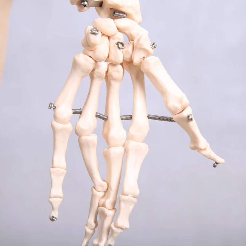 180 см Съемный скелет человека анатомический модель BIX A1001|human skeleton anatomical model|anatomical