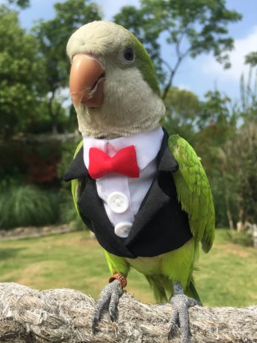 

Coat clothing parrot clothing bird supplies autumn and winter thickened heating supplies flying suit pocket one-piece suit