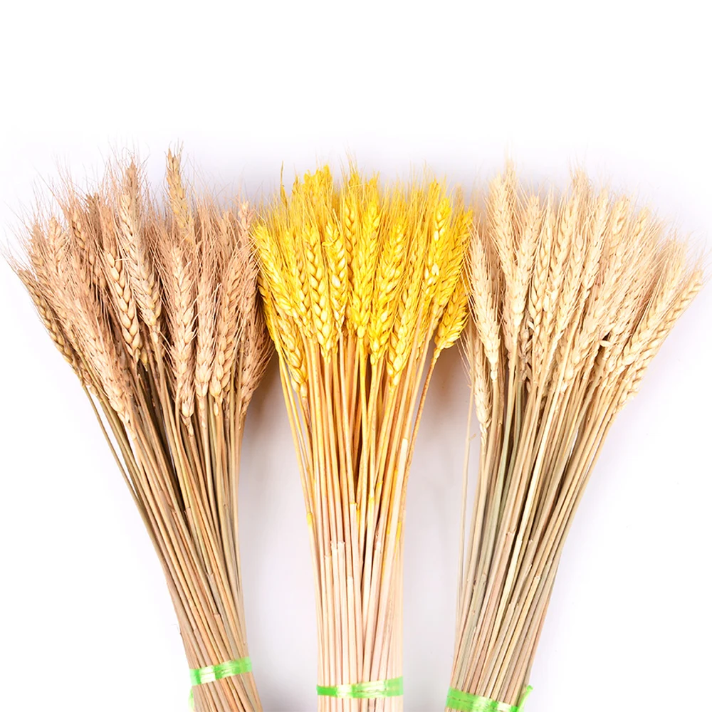 

50Pcs/lot Real Wheat Ear Flower Natural Dried Flowers for Wedding Party DIY Decor Craft Scrapbook Home Decor Wheat Bouquet