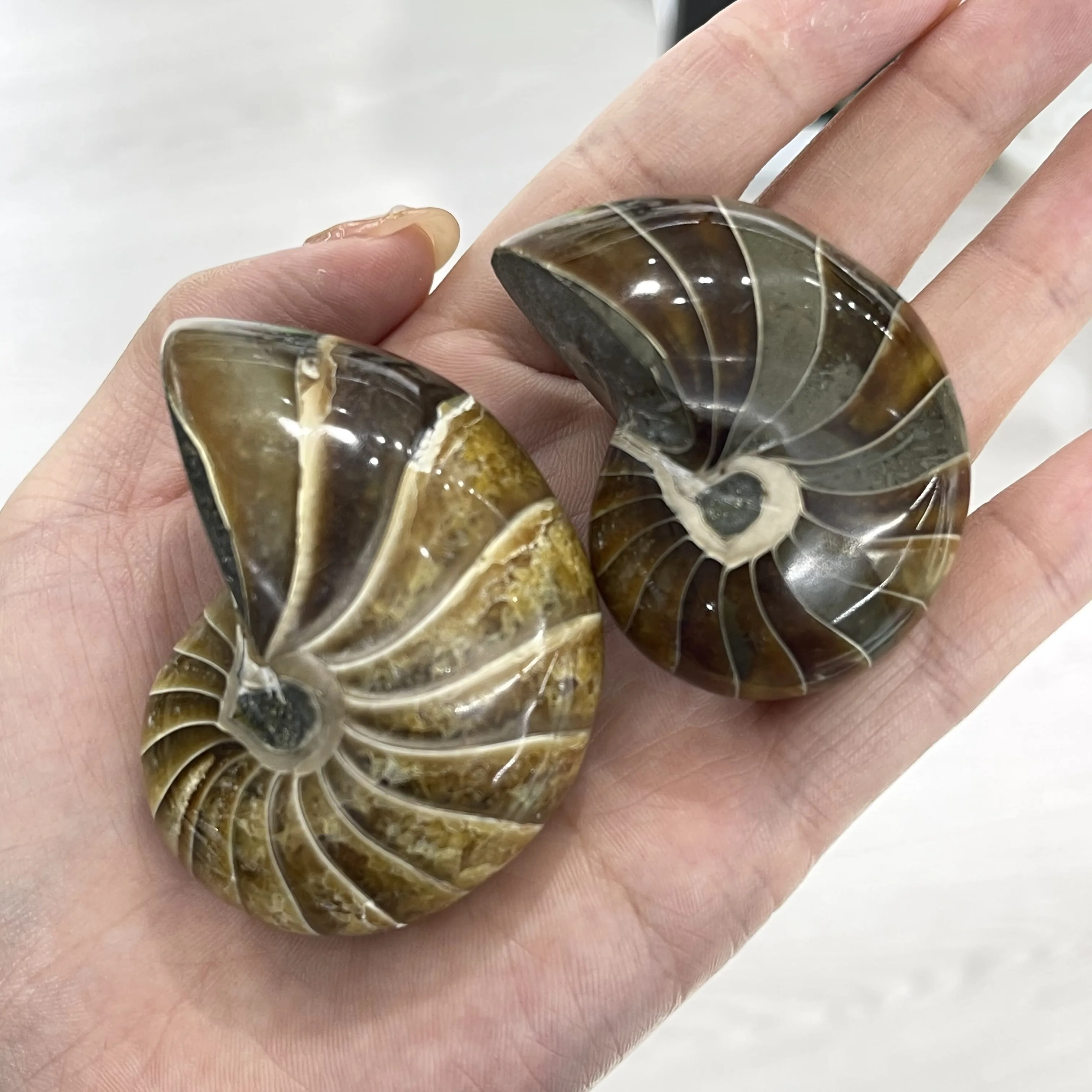 

Natural Conch Fossil Rough Stone Ornaments Ammonite Slices Polished Specimen Healing
