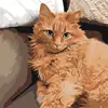 Изображение товара 0