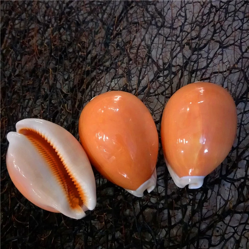 1 шт. 9 см золотые Каури Морская ракушка ремесло аквариум Морской Декор украшения