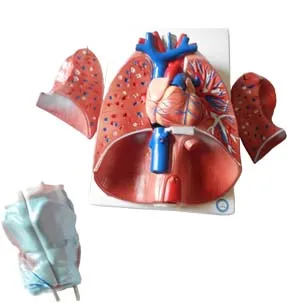 Анатомия гортани сердца и легких модель|lungs model|model lungsheart model |