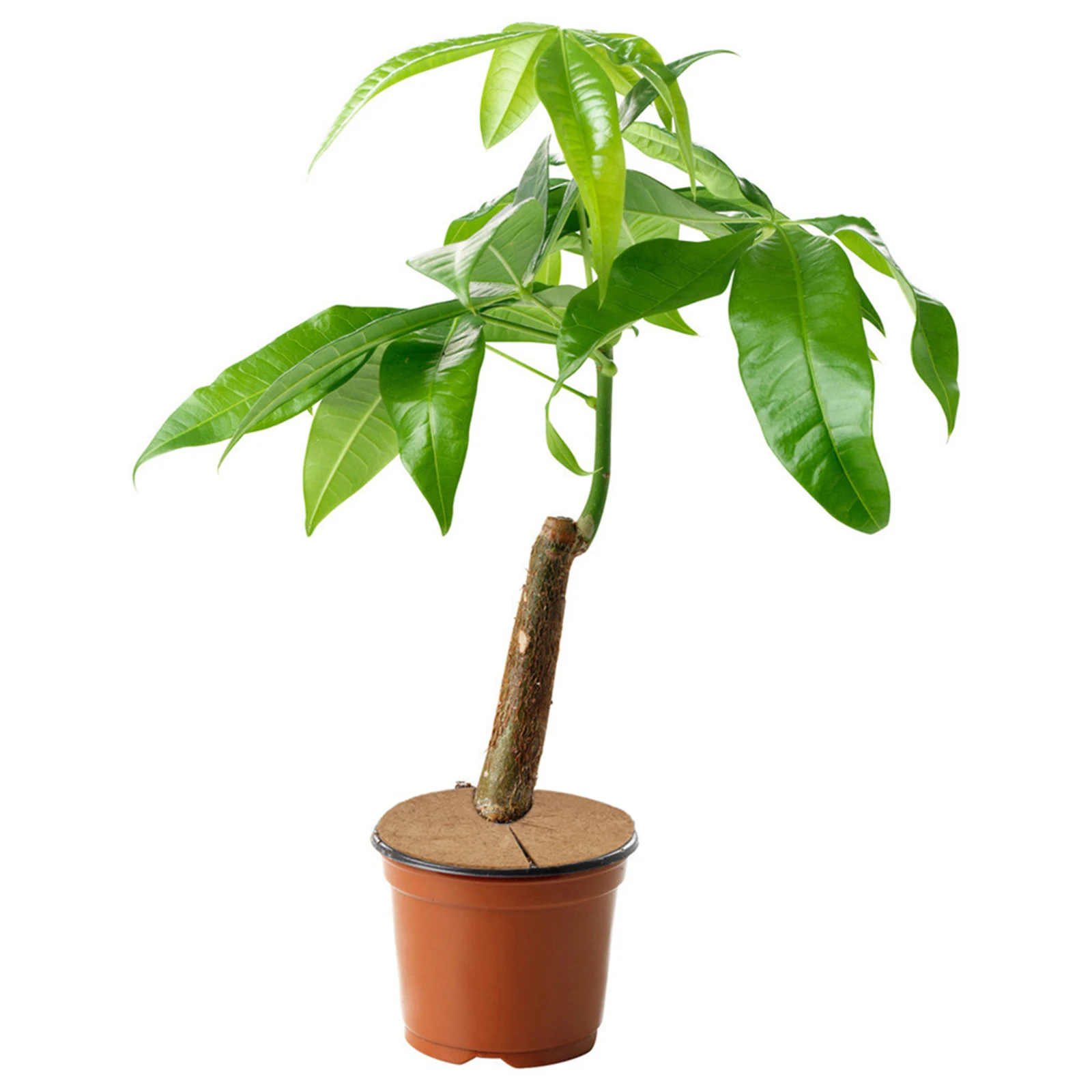 пахира (хлебное дерево). грецкий орех бонсай. вырастить каштан в горшке. отросток каштана. пахира орех.