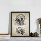Модульная картина в скандинавском винтажном стиле с головой человека и мозгом, анатомия, холст, художественные принты, постер, нейронаука, живопись, врачи, офис