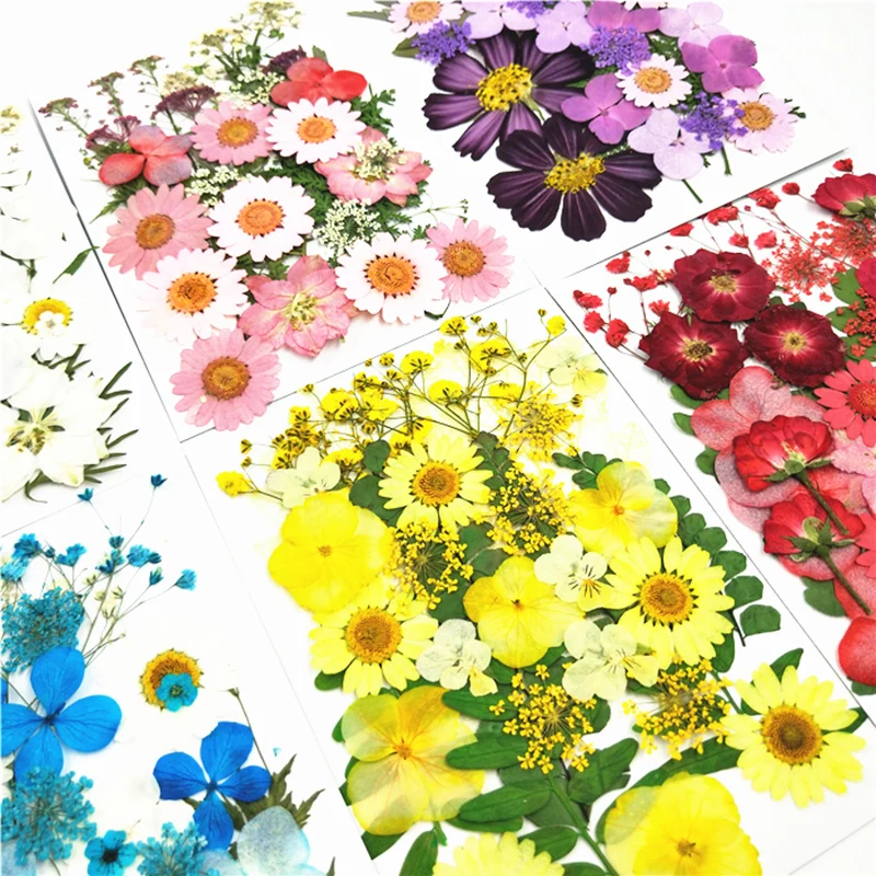 

small Dried Flowers Pressed Flowers DIY Preserved Flower Decoration Home Mini bloemen