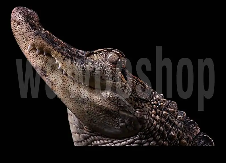 

2021 STICKER, Crocodile window sticker, car sticker, Crocodile car decal, funny sticker