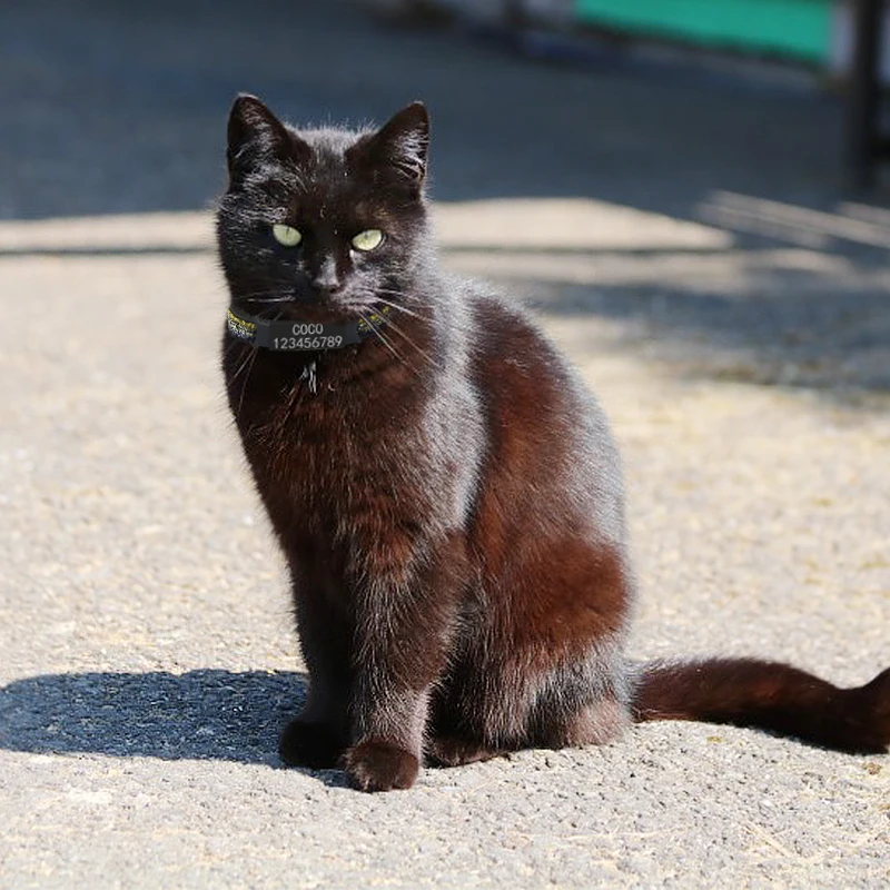 Именная табличка для кошки с индивидуальной гравировкой