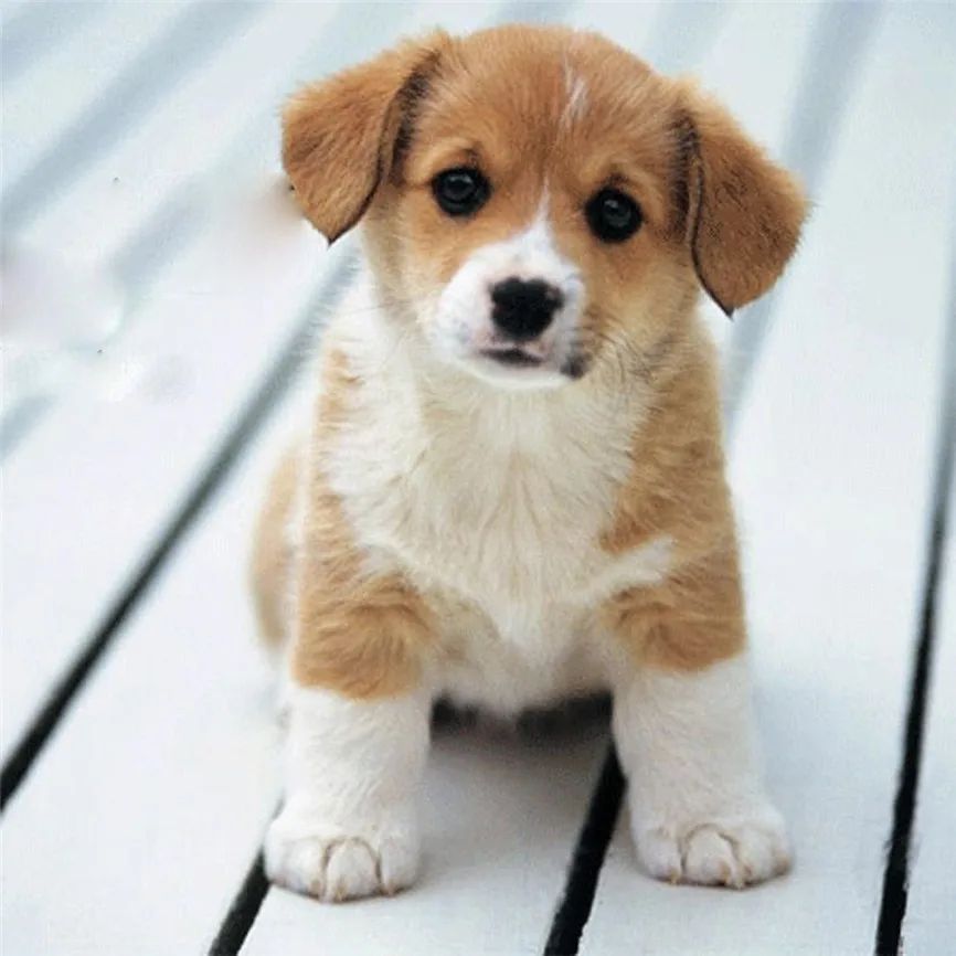 Щетка для ванной резиновая собак и кошек 23 х12 см | Дом сад