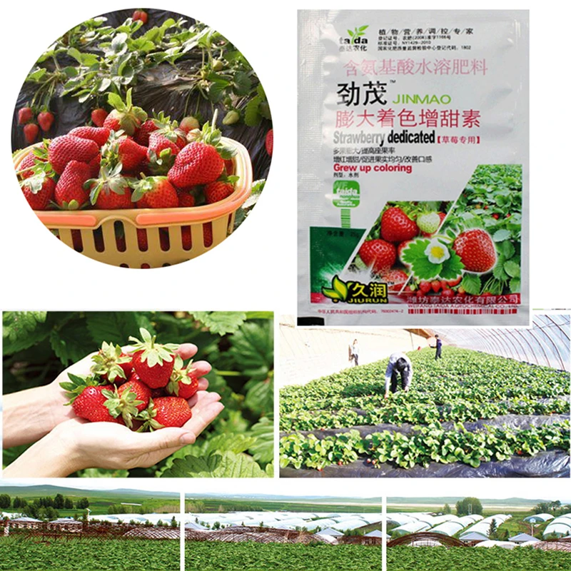 Rapid Rooting Strawberry Fertilizer Supplemental Plant Nutrition Expanded Fruit