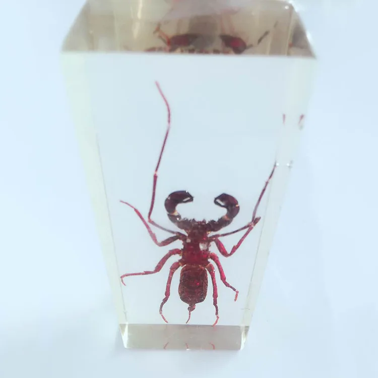 Вшитые в Скорпион образцы настоящая плетка прозрачная модель из полимера