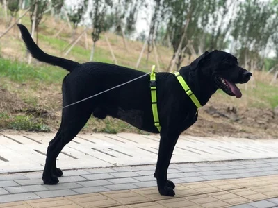 

Truelove Pet Dog Harness Adjustable Reflective Vehicle Harnesses with Collar Leash LED Light Neoprene Padded Hiking Running