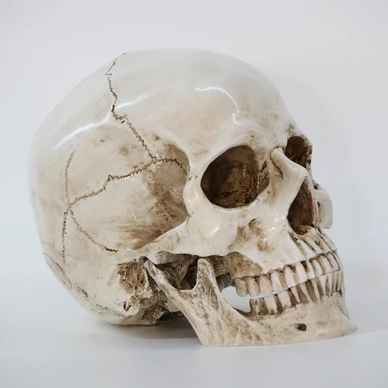 

Statues Sculptures Resin Halloween Home Decor Decorative Craft Skull Size 1:1 Model Life Replica High Quality