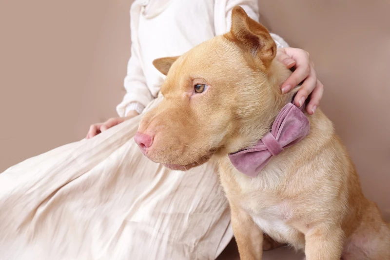 MUTTCO Выгравированный ошейник для собак, поводок для прогулок, поводок для собак на заказ с именем щенка, детский розовый поводок для безопасности UDC080