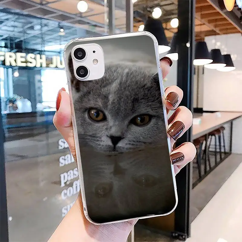 

British shorthair cat Phone Case for iphone 6s 7 8plus xr xs max 11 12 pro max mini clear cover
