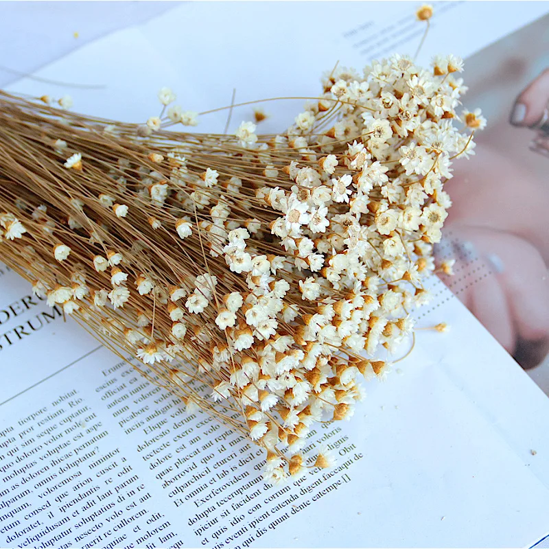 Small Daisy Dried Flower Bouquet Tiny Flower Art Deco Photography Props DIY Home Decoration Dried Flower Vase Flower Arrangement