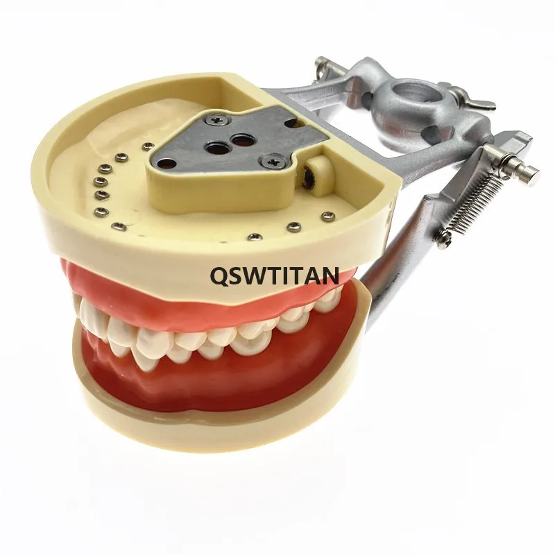 Зубы модели Съемные мягкие силиконовые прорезыватели зубов для обучающая