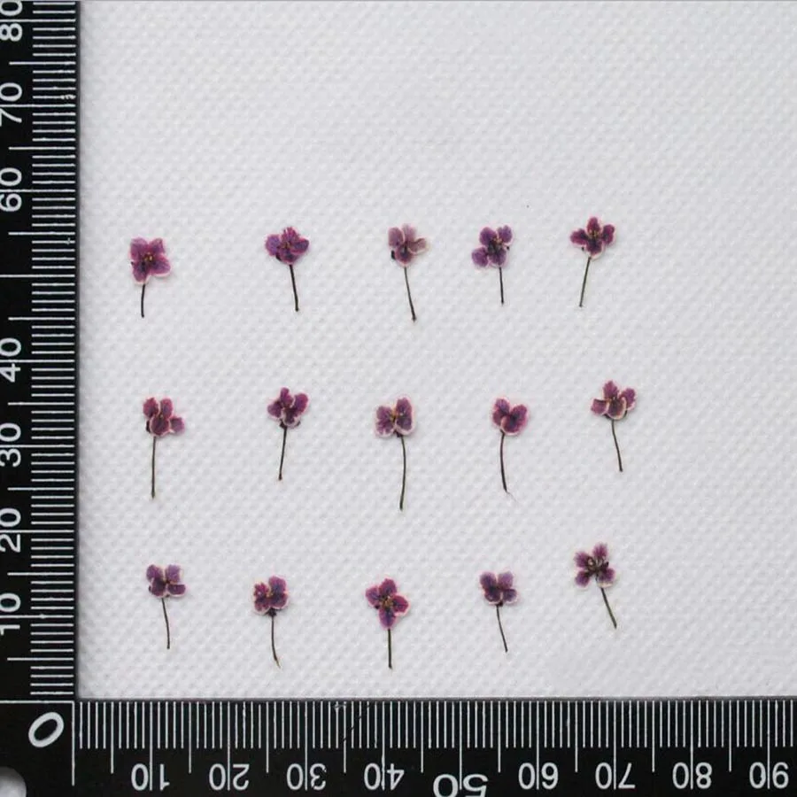 Миниатюрный цветок Lobularia Maritima 120 прессованный высушенный шт. аксессуары для