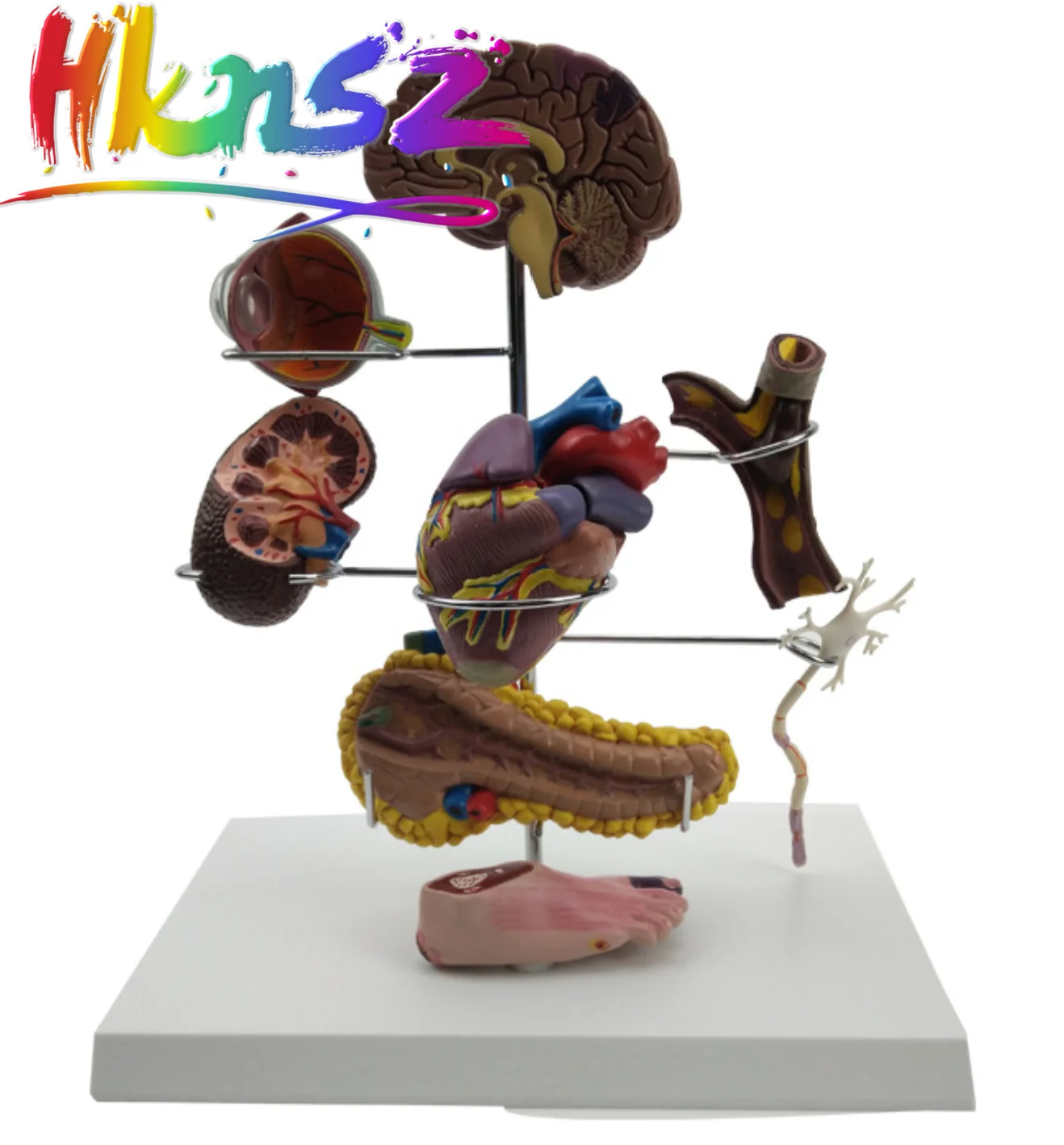 

Diabetes Anatomical Model Medical student practice equipment medical laboratory supplies