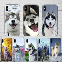 cute husky mobile shell for apple iphone 12 mini 11 pro se phone case xs max 13 5 10 6s x xr 7 8 plus high resolution hard cover